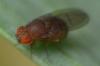 Drosophila sp.